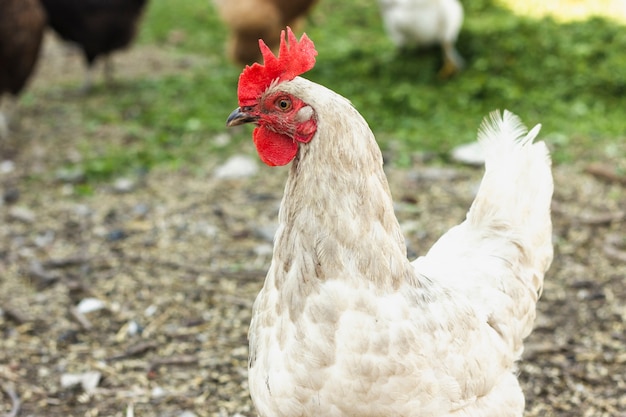 農場でクローズアップ無料の白い鶏 無料の写真