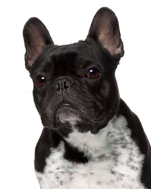 How Old Is A 5 Year Old French Bulldog