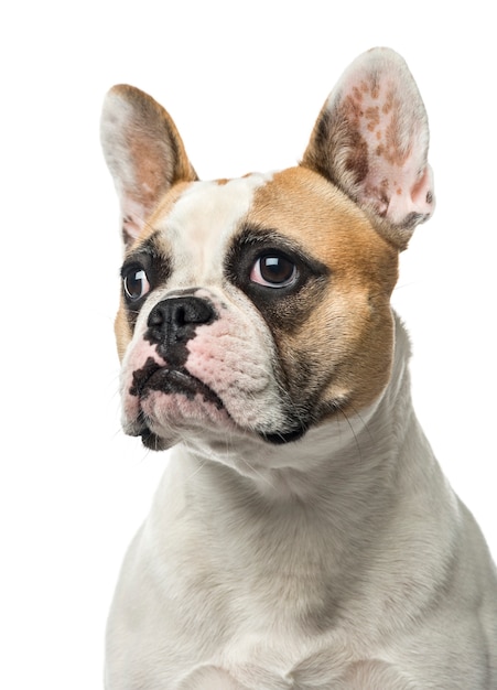 Premium Photo | Close-up of a french bulldog, isolated on white