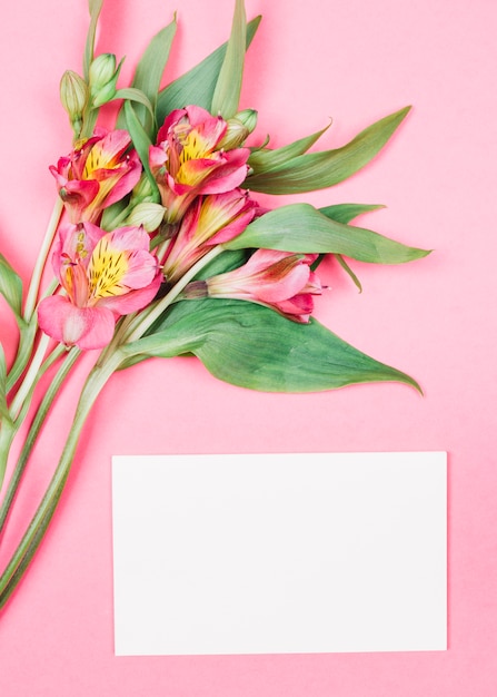 Close-up of fresh beautiful alstroemeria flowers with buds near the blank white card on pink background Free Photo