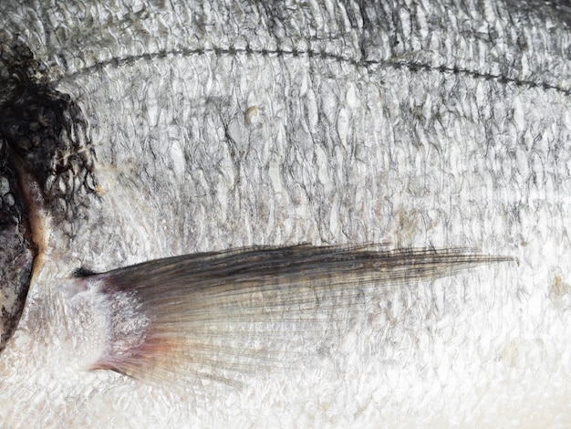 Free Photo | Close-up fresh fish scales with gills