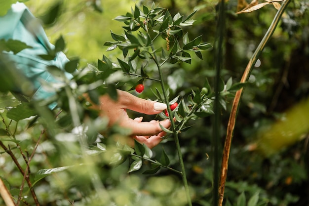 Free Photo | Close up on fruits in the woods