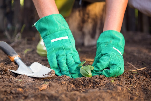 Premium Photo | Close-up of gardener planting seedling in dirt at garden