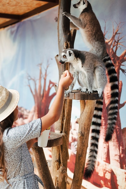 Free Photo | Close-up of a girl feeding to ring-tailed lemur in the zoo