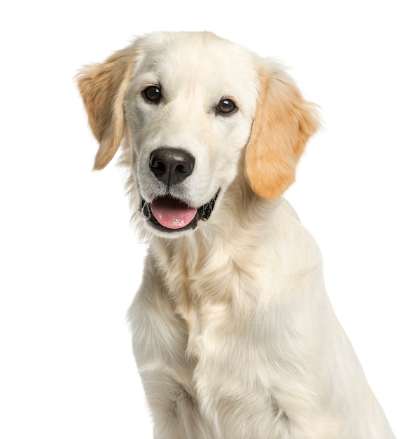 Premium Photo | Close-up of a golden retriever in front of a white wall