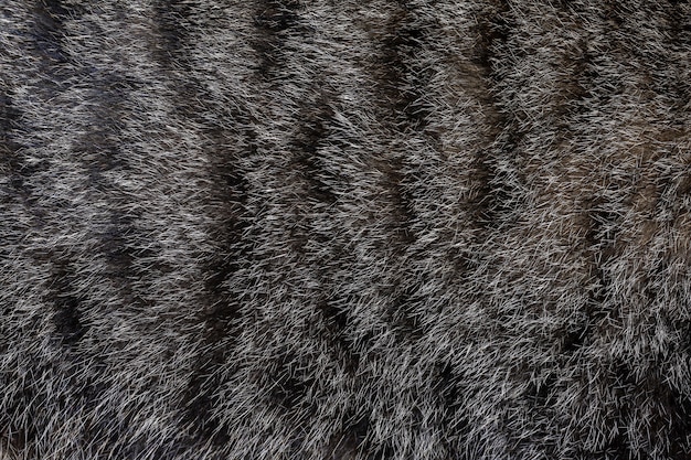 Premium Photo | Close up gray cat skin for pattern and background