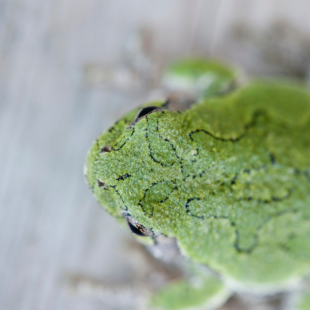 Premium Photo | Close up of a green frog at lake of the woods, ontario