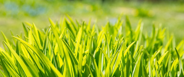 緑の草のバナーを閉じます 太陽の輝きの日に春の新鮮な葉 プレミアム写真