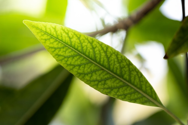 Premium Photo | Close up green leaf under sunlight in the garden