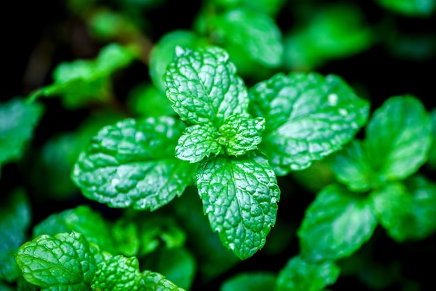 Premium Photo | Close up green peppermint leaves