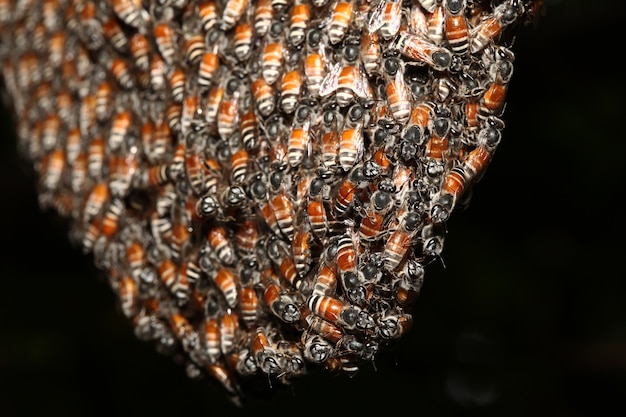 Close up group bee in honeycomb on tree Premium Photo