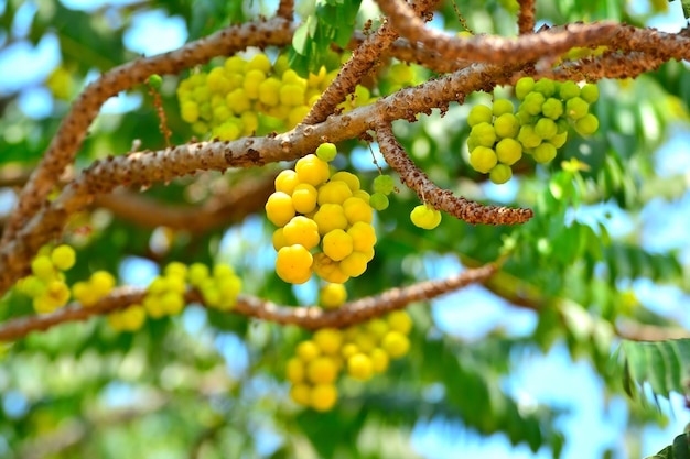 Premium Photo | Close up group of gooseberry or native gooseberry fruit ...