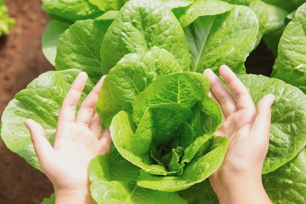 Close up hand farmer in garden during morning time food background Free Photo