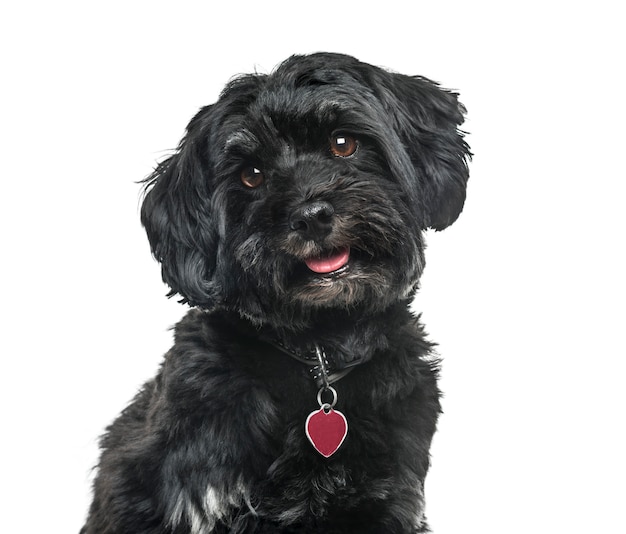dog cut