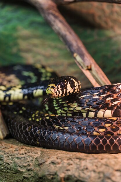 Premium Photo | Close up head of black snake with yellow spots