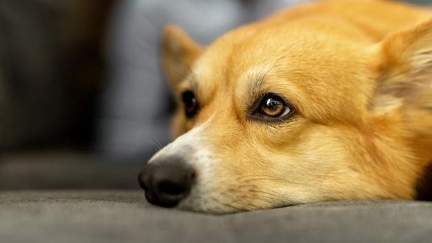 悲しい顔が付いているソファーの上に敷設かわいい生姜ウェルシュコーギーペンブローク犬の頭を閉じる プレミアム写真