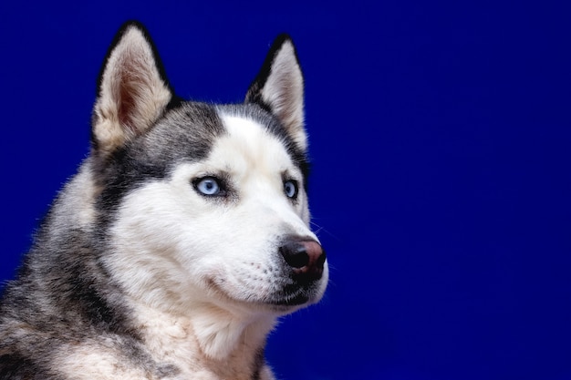 孤立した黒い背景 正面図に青い目で覗くシベリアンハスキー犬のクローズアップヘッド プレミアム写真
