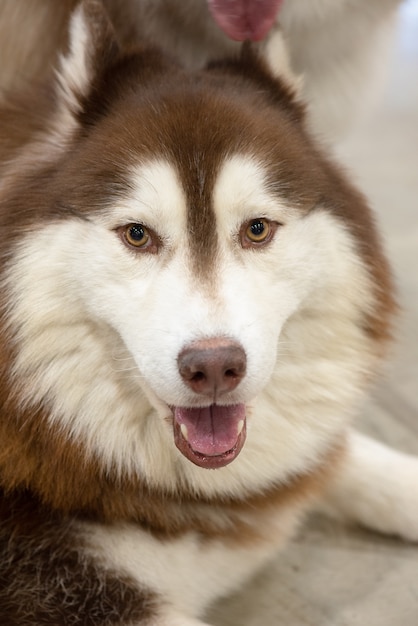 Premium Photo Close Up Head Of Peeking Siberian Husky Dog With Dark Eyes