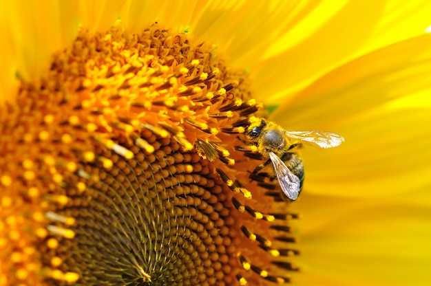 Premium Photo | Close-up of honey bee sitting on summer yellow sunflower