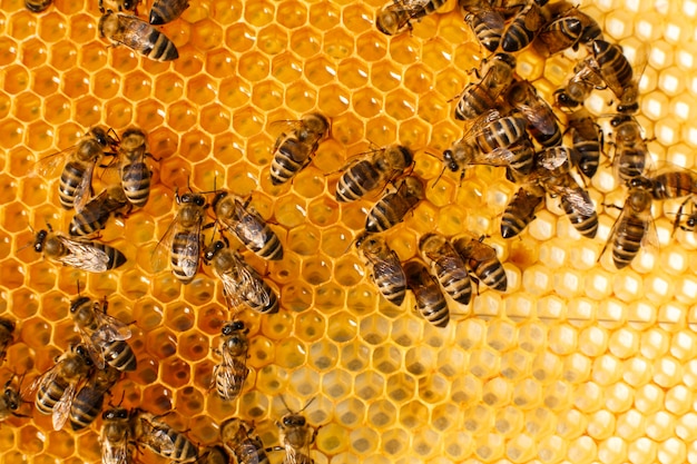 Premium Photo | Close up honeycomb in wooden beehive with bees on it