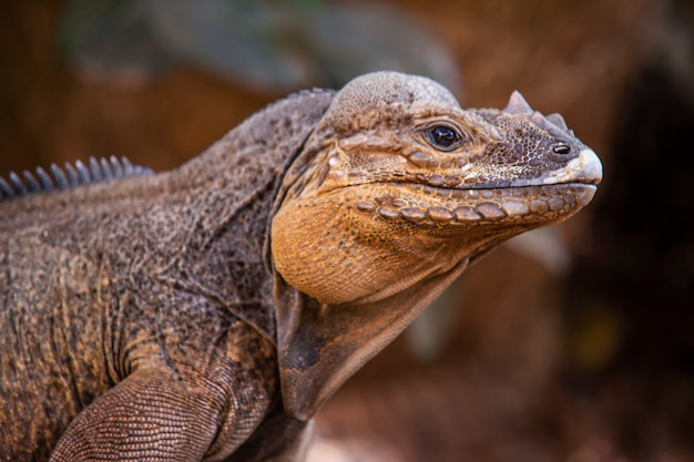 Premium Photo | Close up of a iguana in nature in dominican republic