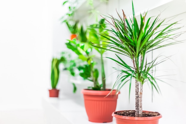 Premium Photo | Close-up of indoor green plants