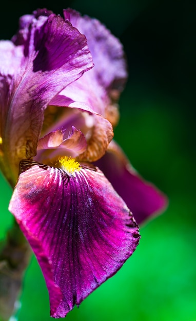 Premium Photo Close Up Of Iris Flower In The Field