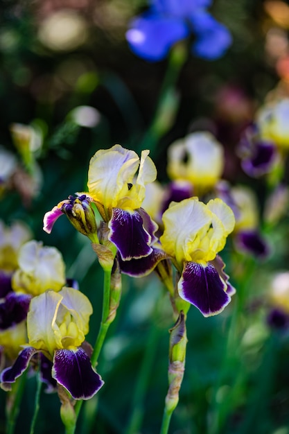 Premium Photo Close Up Of Iris Flower In The Field