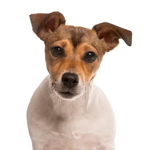 Premium Photo | Close up of a jack russel looking at the camera ...