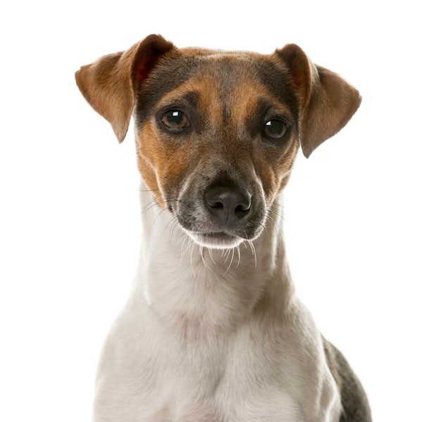 Premium Photo | Close-up of a jack russell in front of a white wall