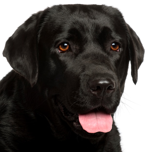 Premium Photo | Close-up of labrador retriever, 3 years old,