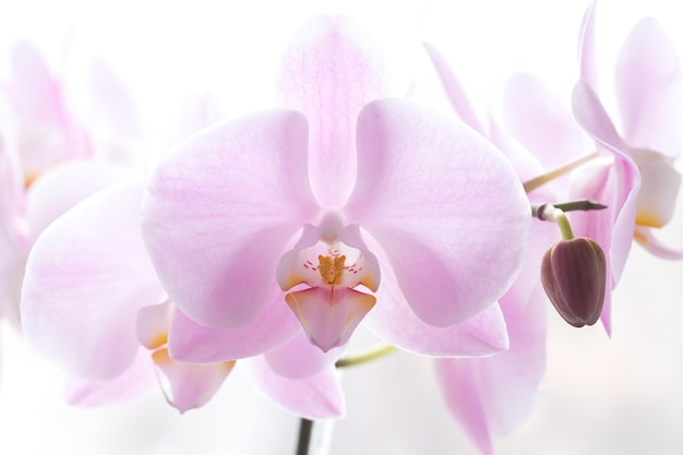 Premium Photo | Close-up of large light pink orchid flower branch