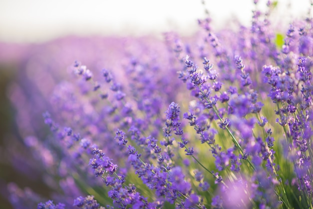 Premium Photo | Close up of lavender flowers in a lavender field under ...