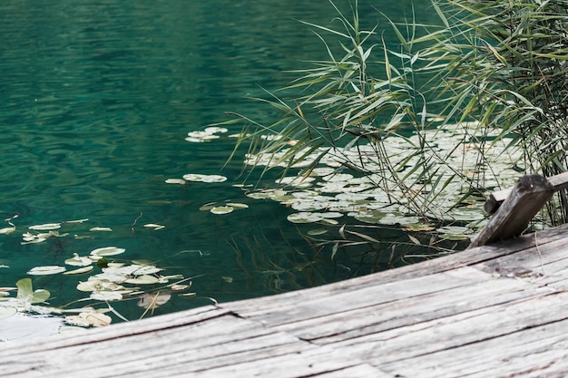 lily pad lake float