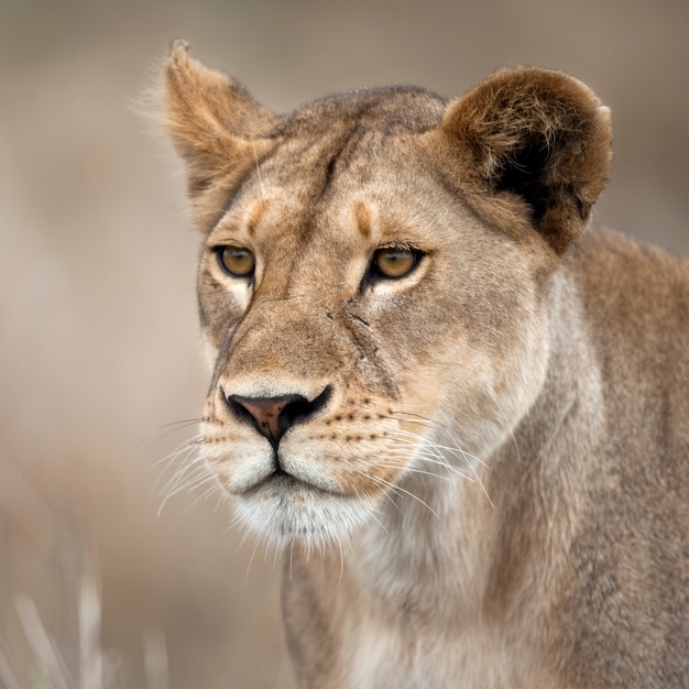 premium-photo-close-up-of-lioness-in-serengeti-tanzania-africa