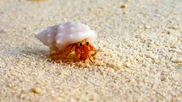 Premium Photo | A close-up of the little hermit crab, maldives.