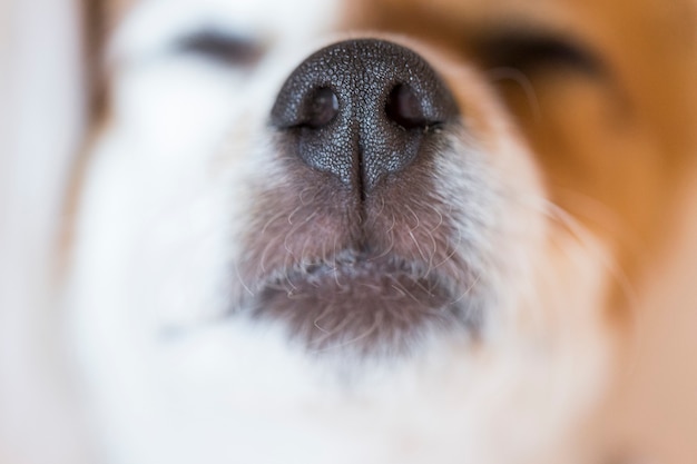 黒い鼻と白い毛皮を持つ犬のかわいい小さな鼻のマクロビューを閉じます 屋内ペット 寝ている犬 プレミアム写真