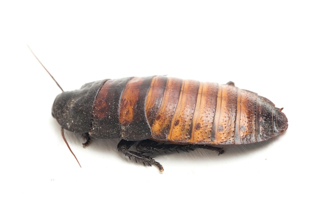 Premium Photo | Close up madagascar hissing cockroach