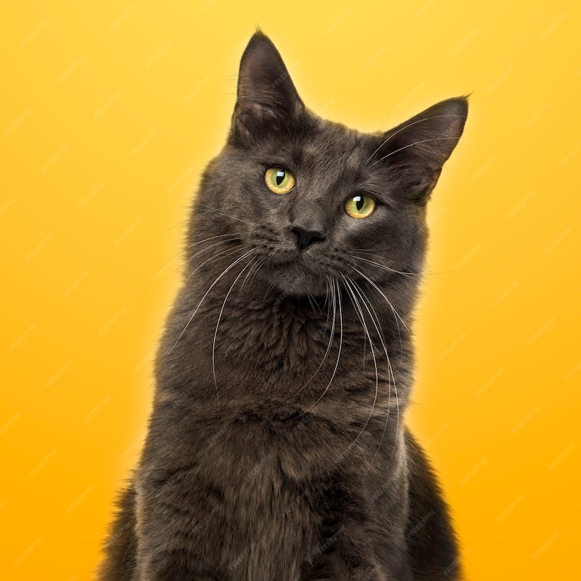 Premium Photo | Close-up of a maine coon on yellow