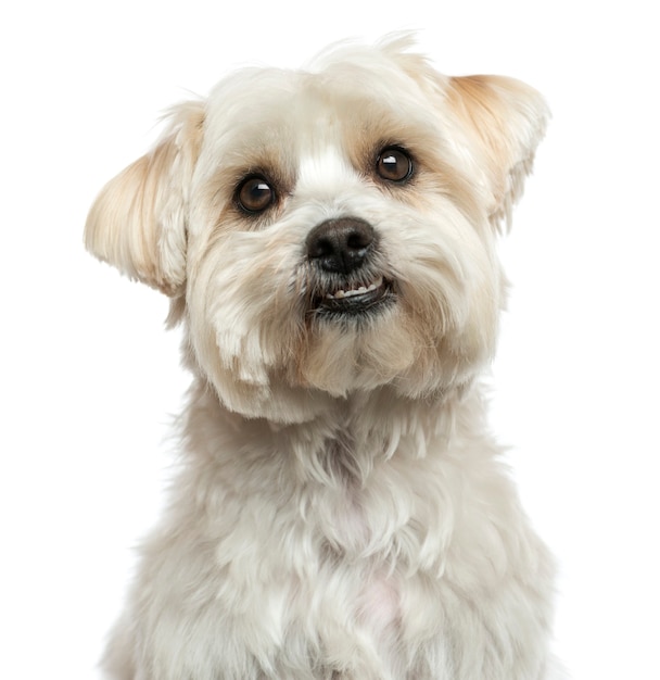 Premium Photo | Close-up of a maltese looking up isolated on white