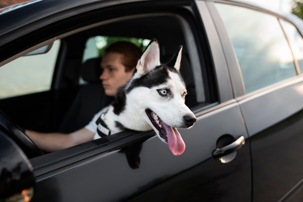 犬と一緒に運転している人をクローズアップ 無料の写真