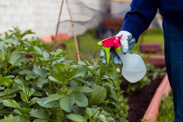 Close-up man spraying plants in garden | Free Photo