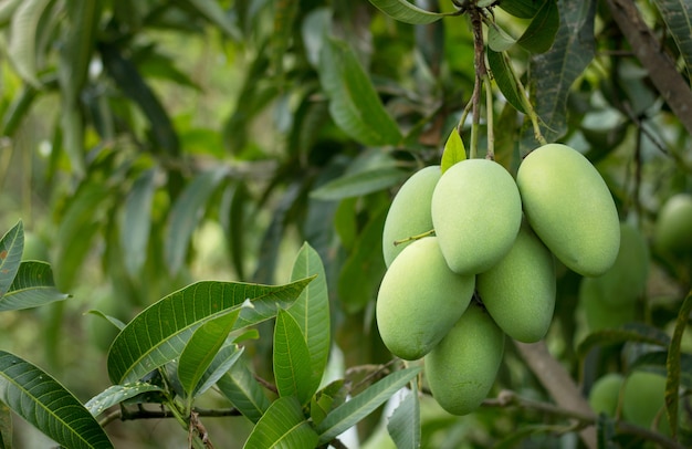 Close up of mango fruit on the mango tree | Premium Photo