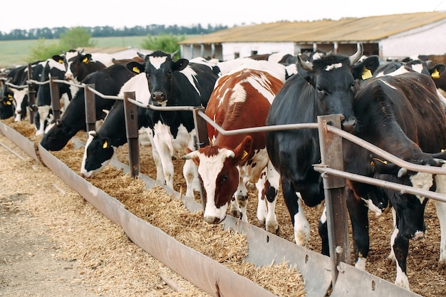 Premium Photo | Close-up of many cows on a big farm