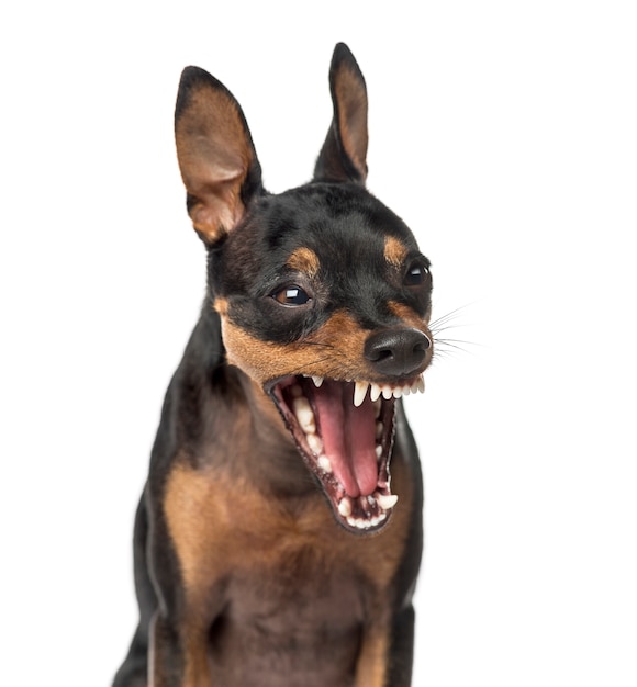 Premium Photo Close Up Of A Miniature Pinscher Barking Isolated On White
