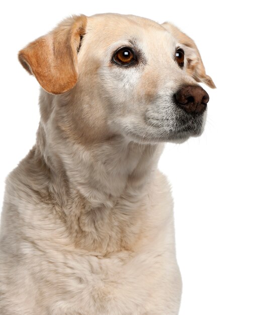 12 in dog years small breed