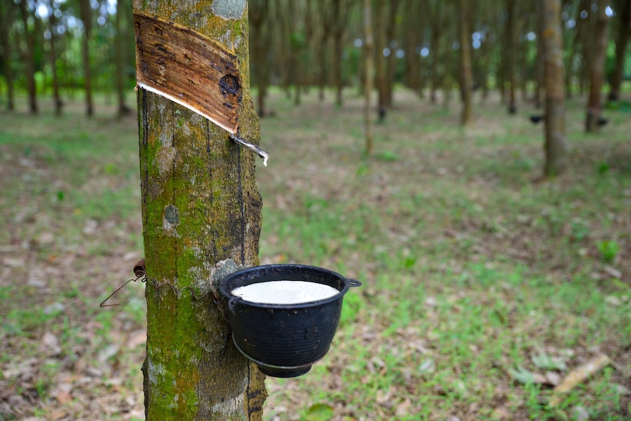 Premium Photo | Close up natural rubber latex trapped from rubber tree ...