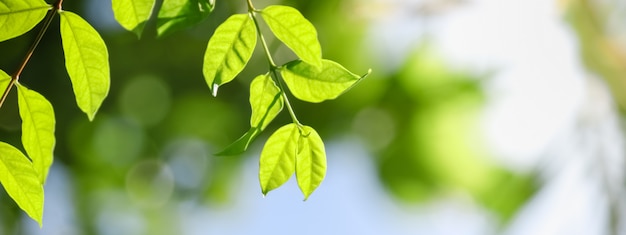 Close Up Of Nature View Green Leaf On Blurred Greenery Background Under Sunlight With Bokeh And Copy Space Background Natural Plants Landscape Ecology Cover Concept Premium Photo