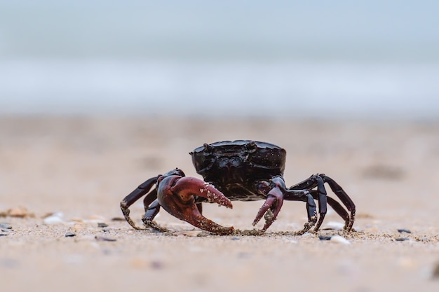 砂浜の黒いカニの近くを閉じる プレミアム写真