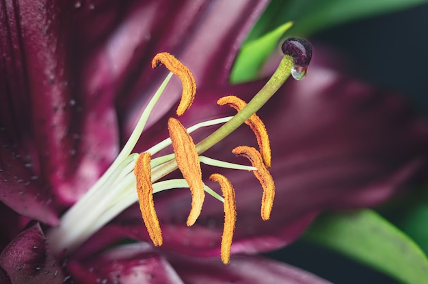 おしべと一滴の蜜が付いた雌しべのある繊細なユリの花のクローズアップ プレミアム写真